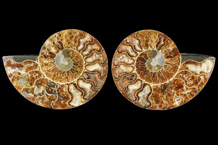 Cut & Polished Ammonite Fossil - Agatized #88437